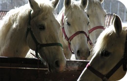 Lipica_horses.jpg