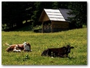 1_cows_ski_meadow.jpg