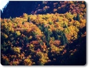 1_autumn_colours.jpg